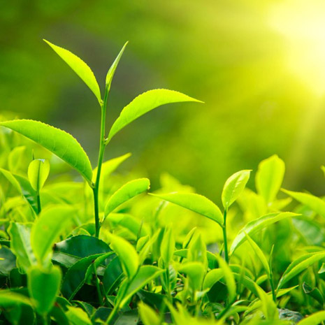 Naturel Herb Extrait