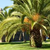 Eaux usées d'huile de palme