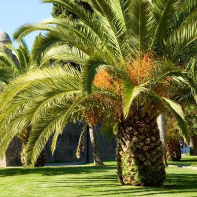 Eaux usées d'huile de palme